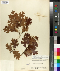 Quercus margaretta image