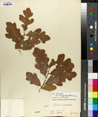 Quercus margaretta image