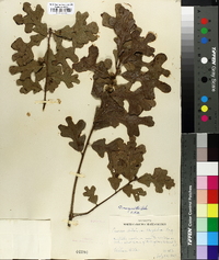 Quercus margaretta image