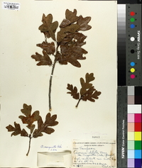 Quercus margaretta image