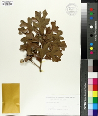 Quercus margaretta image