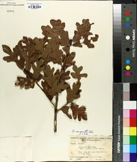 Quercus margaretta image