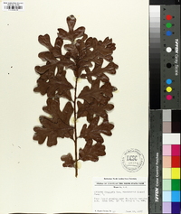 Quercus margaretta image