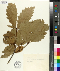 Quercus montana image