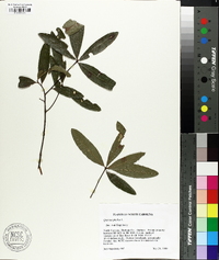 Quercus phellos image