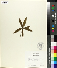 Quercus phellos image