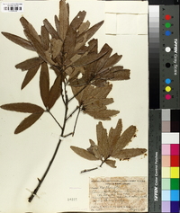 Quercus phellos image