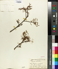 Quercus phellos image