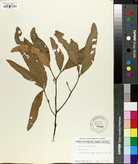 Quercus phellos image