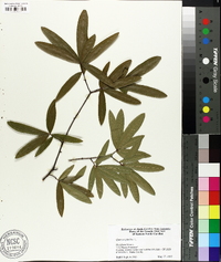 Quercus phellos image