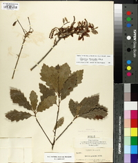 Quercus prinodes image