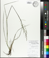 Coleataenia longifolia image