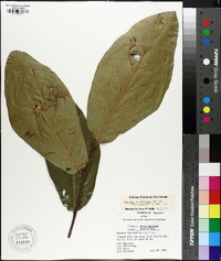 Quercus x rudkinii image