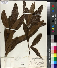 Quercus x rudkinii image