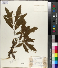 Quercus x capesii image