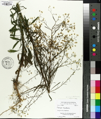 Conyza canadensis var. pusilla image