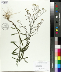 Conyza canadensis var. pusilla image