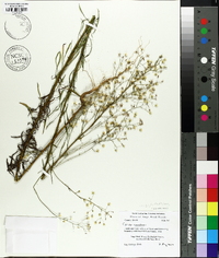 Conyza canadensis var. pusilla image