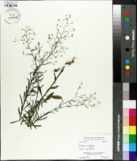 Conyza canadensis var. canadensis image