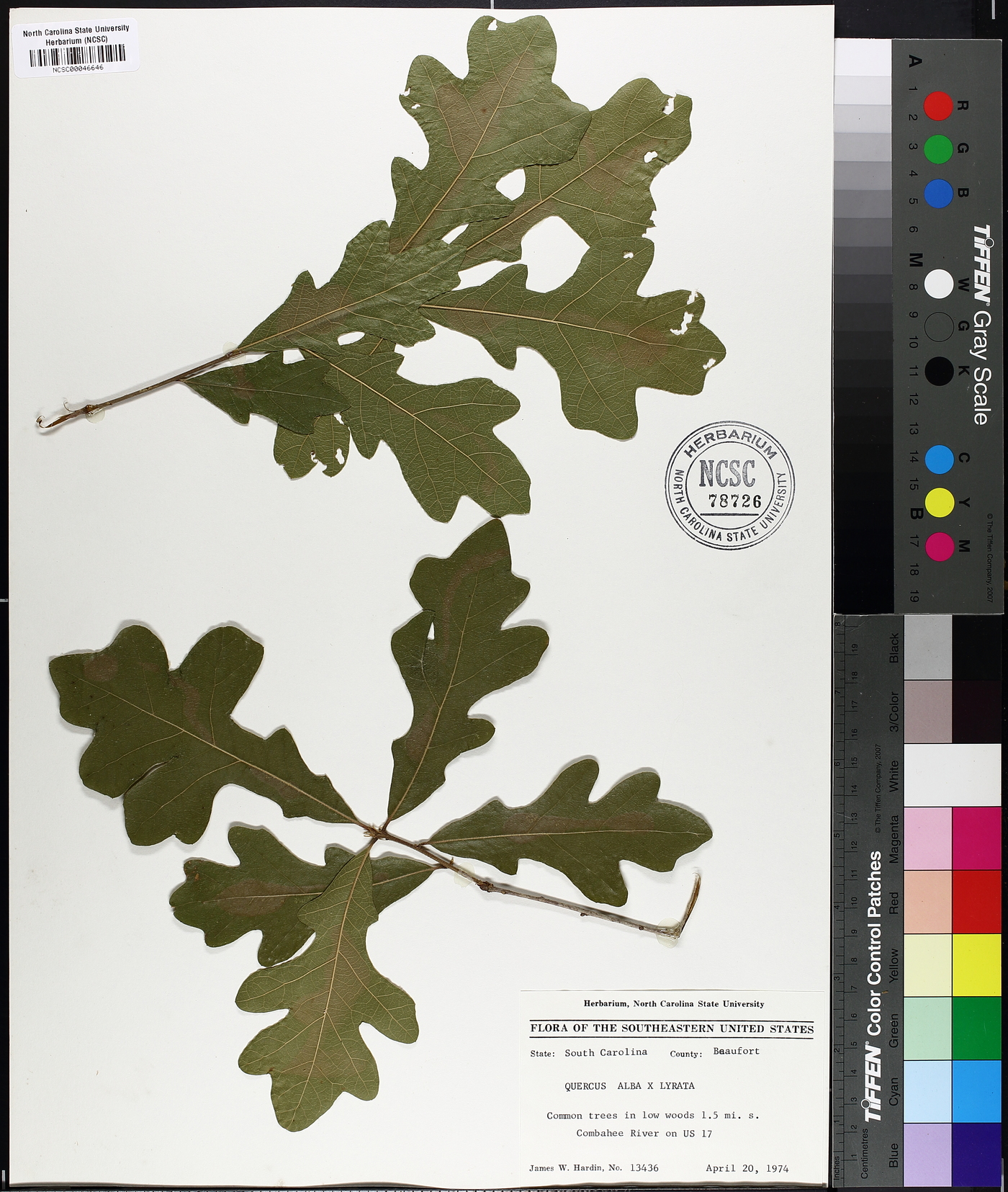 Quercus alba x lyrata image