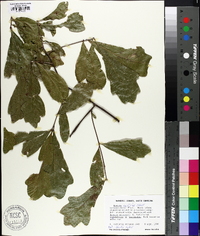 Quercus austrina image