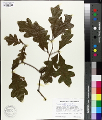 Quercus austrina image