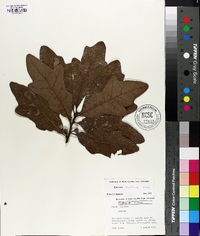 Quercus austrina image