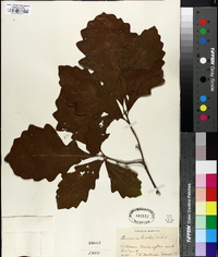 Quercus bicolor image