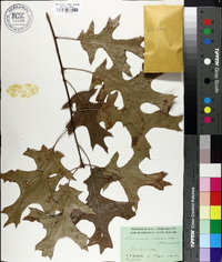 Quercus coccinea image