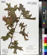 Quercus coccinea image