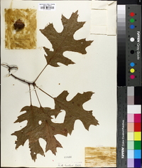 Quercus coccinea image