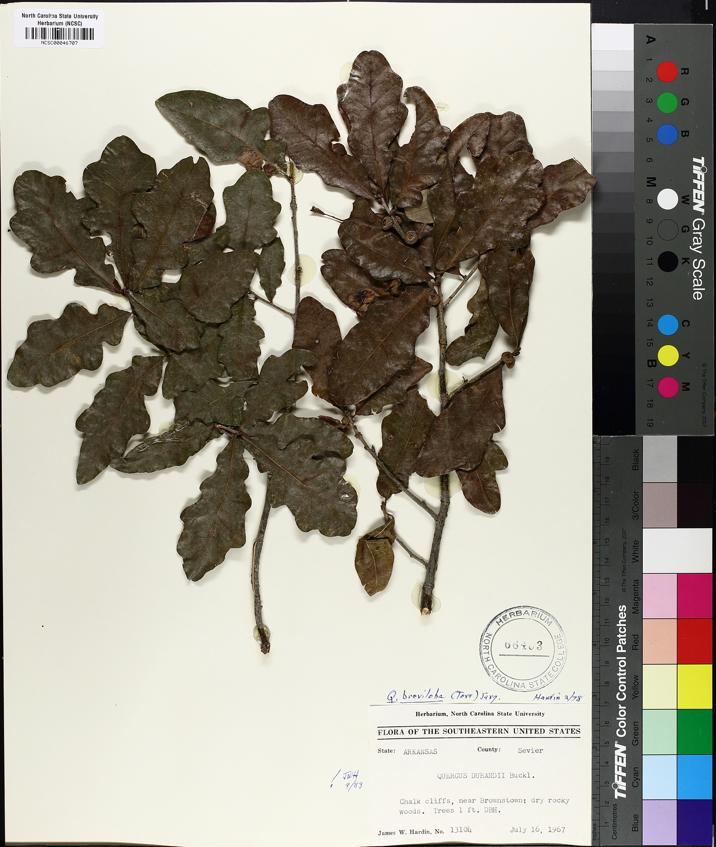 Quercus sinuata var. breviloba image
