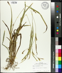 Carex flaccosperma image