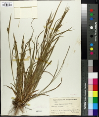 Carex flaccosperma image