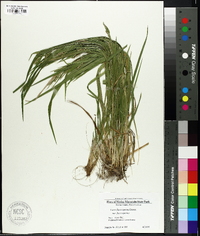 Carex flaccosperma image