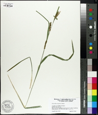 Carex flaccosperma image