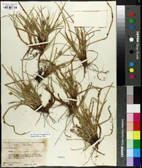 Carex floridana image