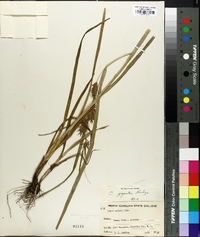 Carex gigantea image