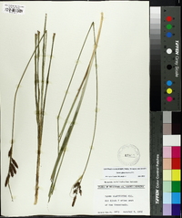 Carex glaucescens image