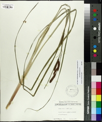 Carex glaucescens image