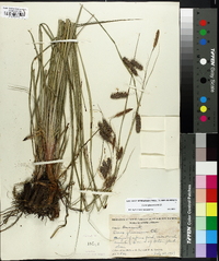 Carex glaucescens image