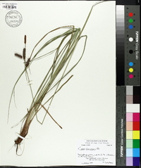 Carex glaucescens image