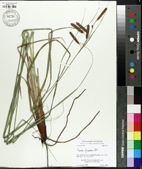 Carex glaucescens image