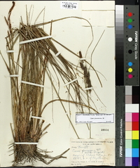 Carex glaucescens image