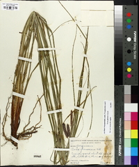 Carex glaucescens image