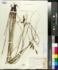 Carex glaucescens image