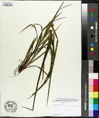 Carex grayi image