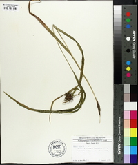 Carex grayi image