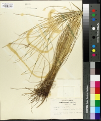 Carex incomperta image