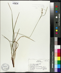 Carex incomperta image
